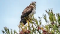 Oiseaux Garrigue - rapace circa&egrave;te Jean-le-Blanc