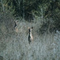 Biches garrigue - Parignargues