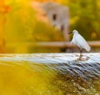 Vidourle et oiseau