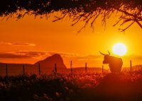 Coucher de soleil taureau - Tradition taurine 