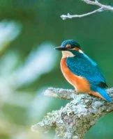 Martin p&ecirc;cheur - oiseau des rivi&egrave;res