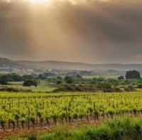 Calvisson - Vignoble