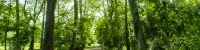 Nature for&ecirc;t