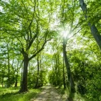 Nature for&ecirc;t