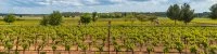 Vignes et vignobles - Voie Verte