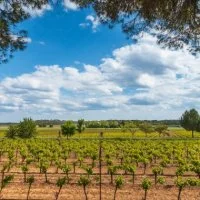 Vignes et vignobles - Voie Verte