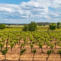 Vignes et vignobles - Voie Verte